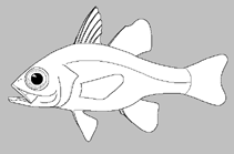 Image of Cercamia spio (Red Sea nymph cardinalfish)
