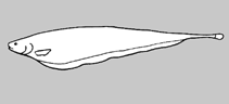 Image of Sternarchorhynchus schwassmanni 