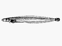 Image of Acantholumpenus mackayi (Pighead prickleback)