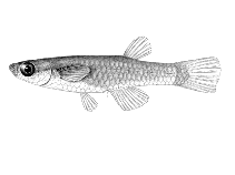 Image of Lacustricola myaposae (Natal topminnow)