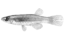 Image of Lacustricola myaposae (Natal topminnow)