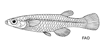 Image of Lacustricola pumilus (Tanganyika lampeye)