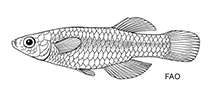 Image of Lacustricola pumilus (Tanganyika lampeye)