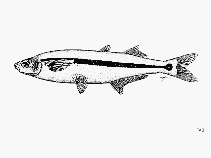 Image of Atherinops affinis (Topsmelt silverside)