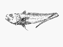 Image of Bathygadus favosus 