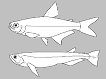 Image of Bryconamericus megalepis 