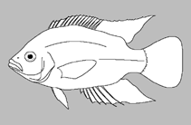 Image of Haplochromis plagiostoma 