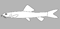 Image of Lepidocephalichthys kranos 