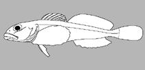 Image of Icelinus oculatus (Frogmouth sculpin)