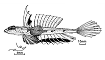 Image of Callionymus kailolae (Kailola\