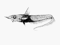 Image of Coelorinchus kaiyomaru (Campbell whiptail)