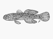 Image of Caffrogobius natalensis (Baldy)