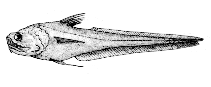 Image of Coryphaenoides brevibarbis 