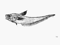 Image of Coryphaenoides capito (Bighead grenadier)