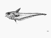 Image of Coryphaenoides myersi (Myers\