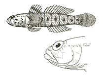 Image of Coryogalops ocheticus (Suez goby)