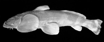 Image of Creteuchiloglanis macropterus 