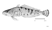 Image of Trematomus peninsulae (Pithead)