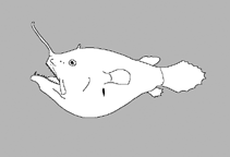 Image of Bufoceratias microcephalus 