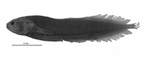 Image of Diancistrus fijiensis (Fiji coralbrotula)