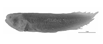 Image of Diancistrus jackrandalli (Randall\