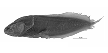 Image of Diancistrus karinae (Karin\