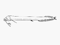 Image of Eustomias schmidti (Schmidt\