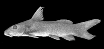 Image of Gogo arcuatus 