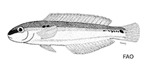 Image of Halichoeres bathyphilus (Greenband wrasse)