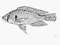 Image of Astatotilapia bloyeti (Bloyet\