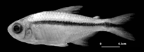 Image of Hyphessobrycon tuyensis 