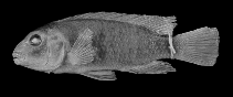 Image of Iodotropheus stuartgranti 