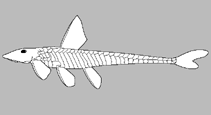 Image of Neoplecostomus jaguari 