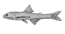 Image of Lampanyctus festivus (Festive lanternfish)