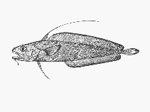 Image of Lepidion natalensis 