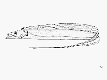 Image of Lepturacanthus pantului (Coromandel hairtail)