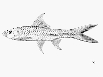 Image of Lobocheilos gracilis 