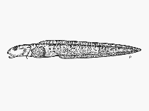 Image of Lycodes terraenovae 