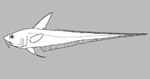Image of Coelorinchus leptorhinus 