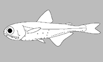 Image of Bolinichthys distofax 