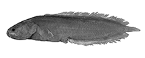 Image of Mascarenichthys heemstrai 