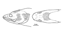 Image of Microbrotula greenfieldi 