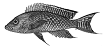 Image of Neolamprologus walteri 