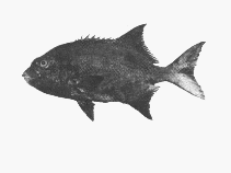 Image of Oplegnathus peaolopesi (Mozambique knifejaw)