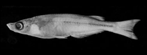 Image of Oryzias orthognathus (Sharpjawed buntingi)