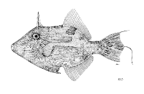 Image of Paramonacanthus otisensis (Dusky leatherjacket)