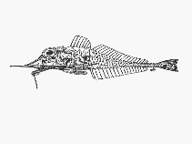 Image of Peristedion weberi 