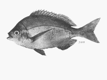 Image of Polyamblyodon gibbosum (Knife-back seabream)