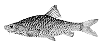 Image of Barbodes flavifuscus 