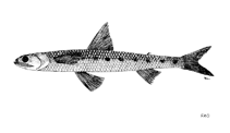 Image of Saurida isarankurai (Shortjaw saury)